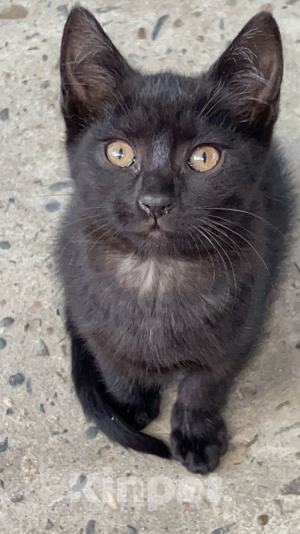Кошки в Краснодаре: Котята в добрые руки Девочка, Бесплатно - фото 3