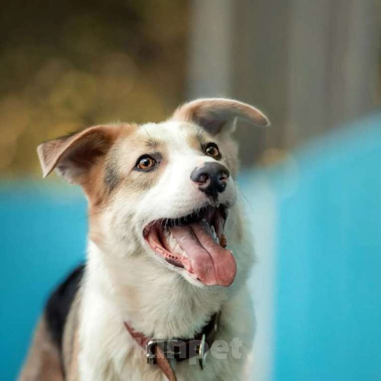 Собаки в Москве: Молодой бордер-колли в добрые руки Мальчик, 1 руб. - фото 5