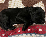 Собаки в Химках: Русский черный терьер, щенки  Девочка, 65 000 руб. - фото 7