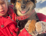 Собаки в Москве: Очаровательный песик мечтает найти самую любящую семью! Мальчик, 10 руб. - фото 1