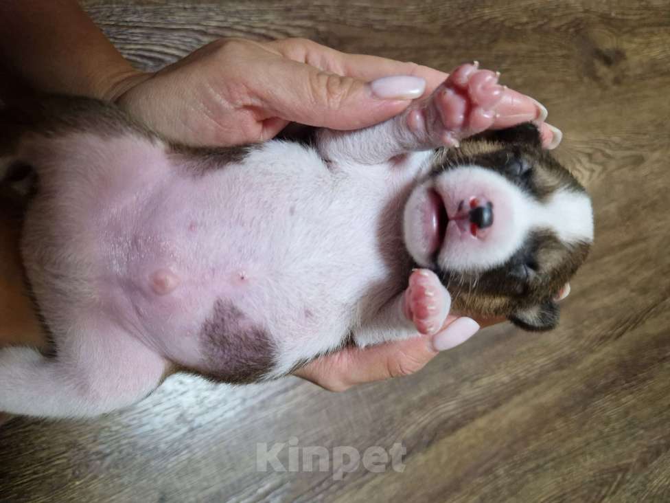 Собаки в Челябинске: Мальчик басенджи рыжего окраса  Мальчик, 75 000 руб. - фото 2