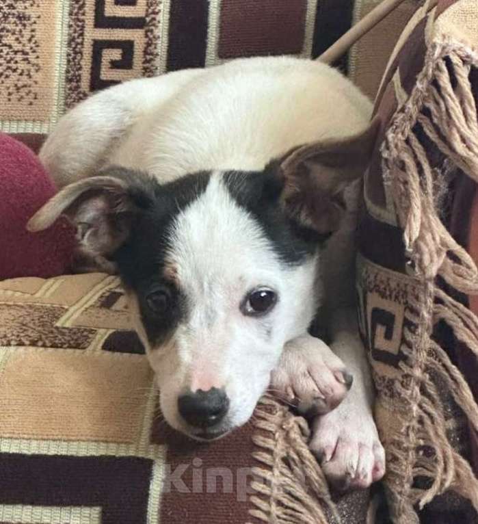 Собаки в Москве: Белый щенок в дар Девочка, Бесплатно - фото 4