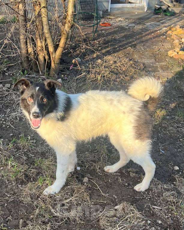 Собаки в других городах Московской области: Элвис  якутенок в добрые руки Мальчик, Бесплатно - фото 7