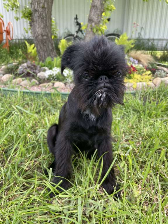 Собаки в Краснодаре: Щенок бельгийского гриффона Девочка, 40 000 руб. - фото 8