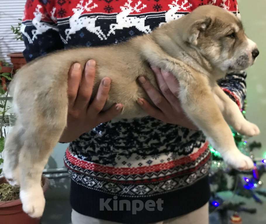 Собаки в других городах Пензенской области: Среднеазиатская овчарка, щенок Мальчик, 20 000 руб. - фото 1