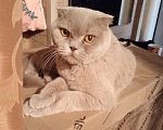 Кошки в Котельнике: Очаровательная кошечка в плюшевой шубке и с царскими манерами Девочка, Бесплатно - фото 1