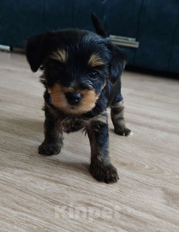 Собаки в Клине: Щенки йориков Мальчик, 20 000 руб. - фото 3