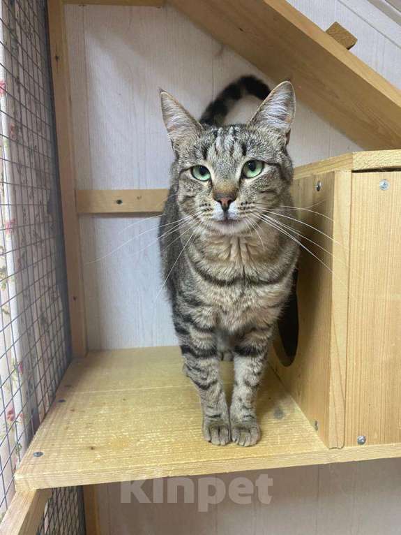 Кошки в Москве: Его оставили в деревне после лета. Зимой он едва выжил Мальчик, Бесплатно - фото 4