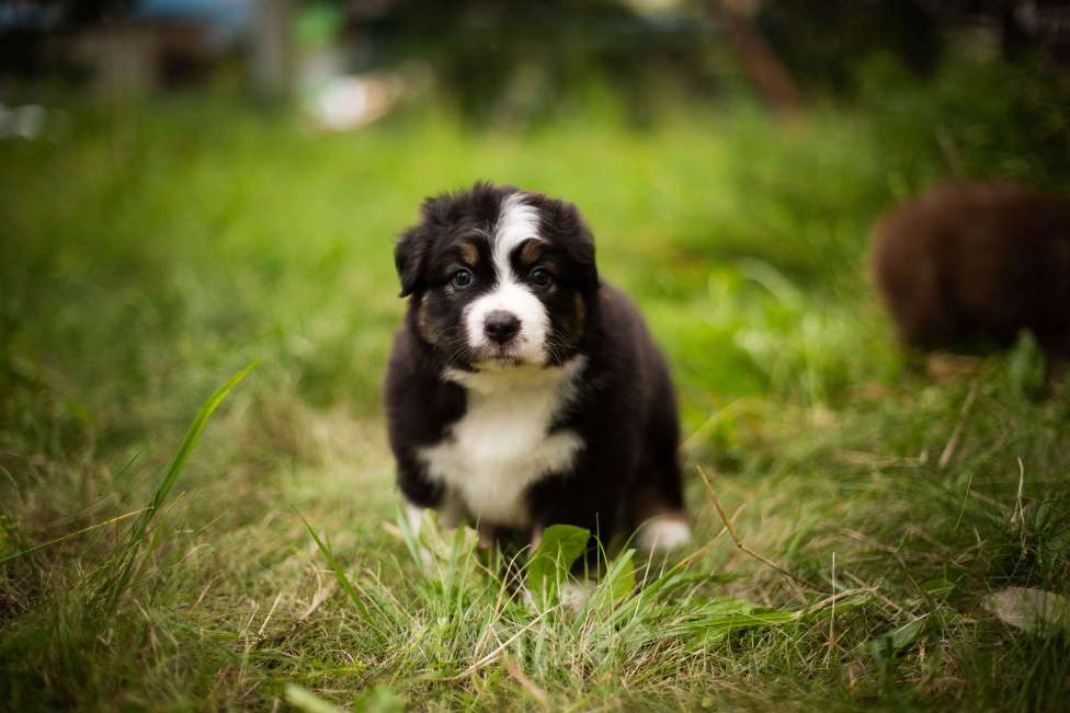 Собаки в Москве: Щенок Австралийской Овчарки  Мальчик, 50 000 руб. - фото 3