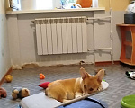 Собаки в других городах Тверской области: Щëголь из Дома Левшовой Мальчик, Бесплатно - фото 1