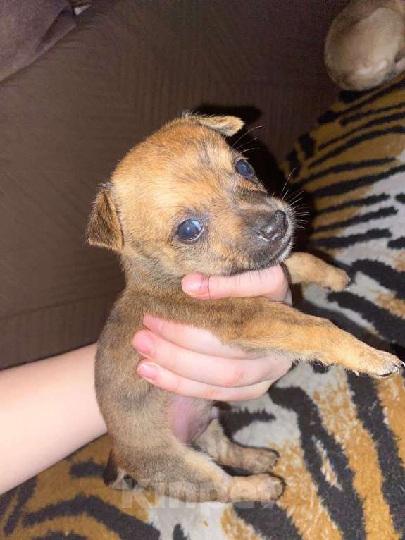 Собаки в Новокузнецке: Щенки в добрые руки  Мальчик, Бесплатно - фото 5