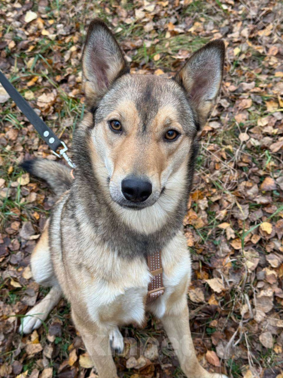 Собаки в Москве: Карамелька — обаятельная лисичка Девочка, Бесплатно - фото 6