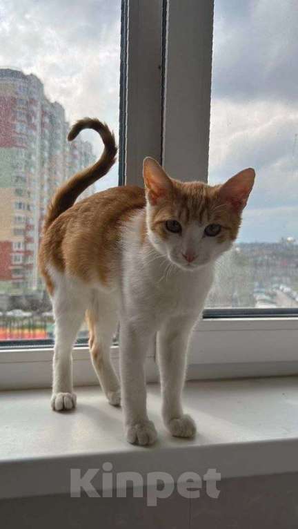 Кошки в Москве: Милый котенок срочно ищет дом Мальчик, Бесплатно - фото 5