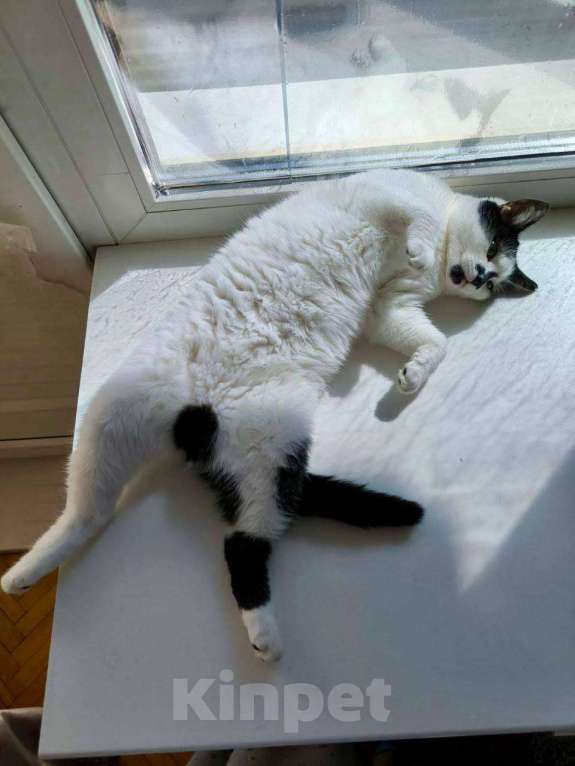 Кошки в Королеве: микро-кошечка Нюша ищет дом. Девочка, Бесплатно - фото 4