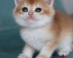 Кошки в Владивостоке: Короткошерстный британский котенок Мальчик, 100 000 руб. - фото 4