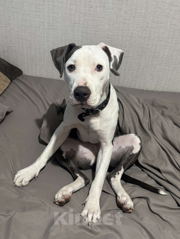 Собаки в Санкт-Петербурге: Фанта Девочка, 10 000 руб. - фото 1