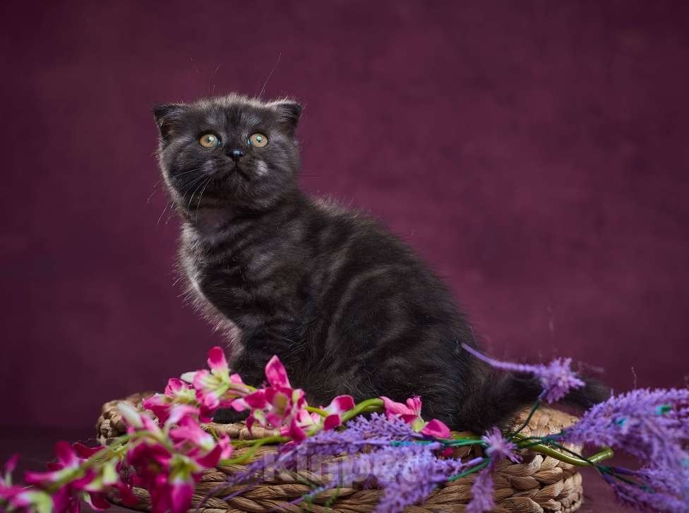 Кошки в Барнауле: Кошечка - фолд Тамара🖤 Девочка, Бесплатно - фото 7