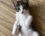Кошки в Москве: Котенок Лунь Мальчик, Бесплатно - фото 3