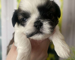 Собаки в Санкт-Петербурге: Очаровательная мини девочка ши-тцу Девочка, 35 000 руб. - фото 1