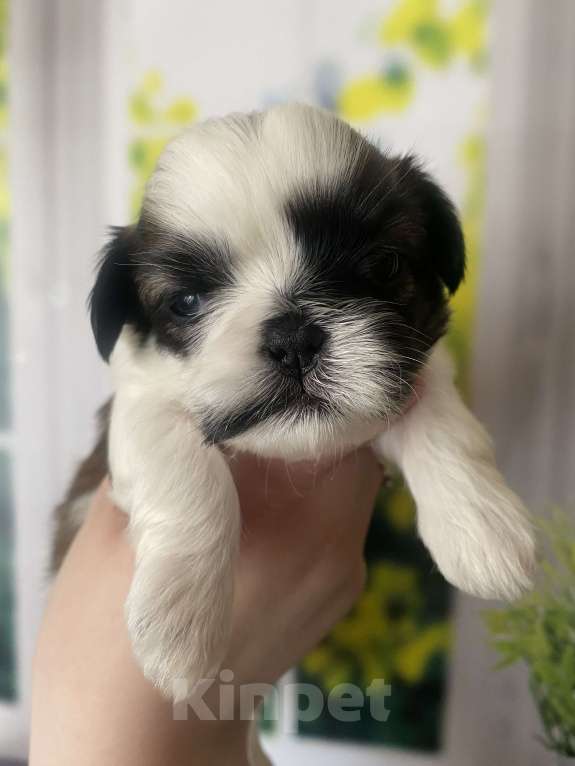 Собаки в Санкт-Петербурге: Очаровательная мини девочка ши-тцу Девочка, 35 000 руб. - фото 1