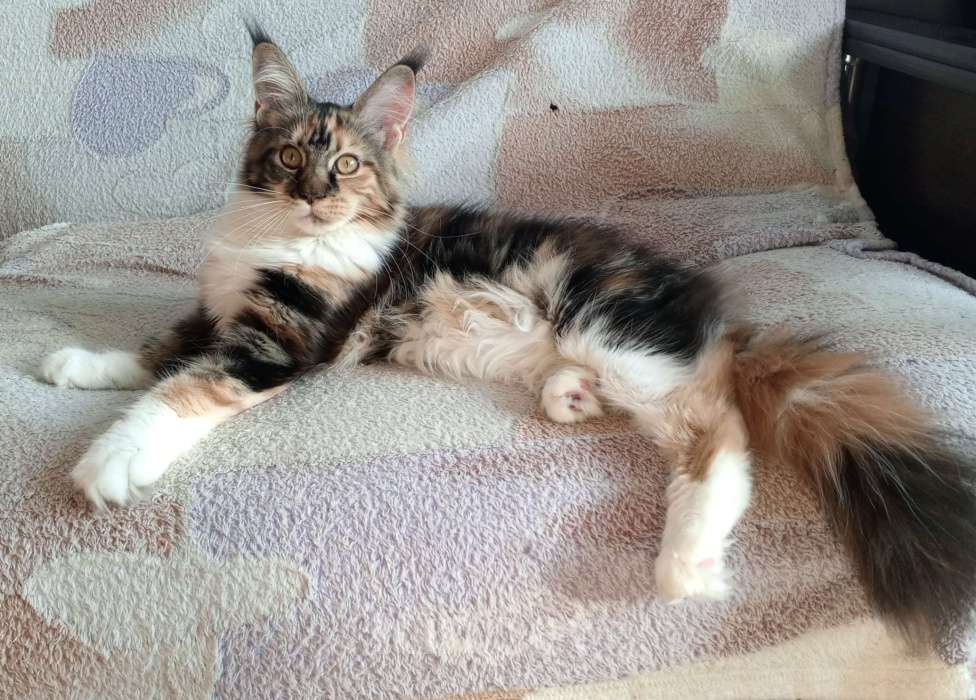 Кошки в Москве: Продаётся шикарная девочка Мейн-кун Девочка, 150 000 руб. - фото 2