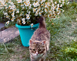 Кошки в Москве: Кот ищет дом Мальчик, Бесплатно - фото 2