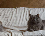 Кошки в Москве: Ласковый красавец голубого окраса Серый ищет дом Мальчик, 1 руб. - фото 9