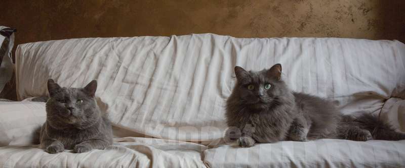 Кошки в Москве: Ласковый красавец голубого окраса Серый ищет дом Мальчик, 1 руб. - фото 9