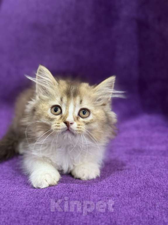 Кошки в Волгограде: Британские шоколадные котята Мальчик, 15 000 руб. - фото 2