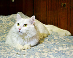 Кошки в Санкт-Петербурге: Безумной красоты кот с характером Мальчик, Бесплатно - фото 1