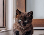Кошки в Москве: Черный котенок девочка бесплатно Девочка, Бесплатно - фото 3