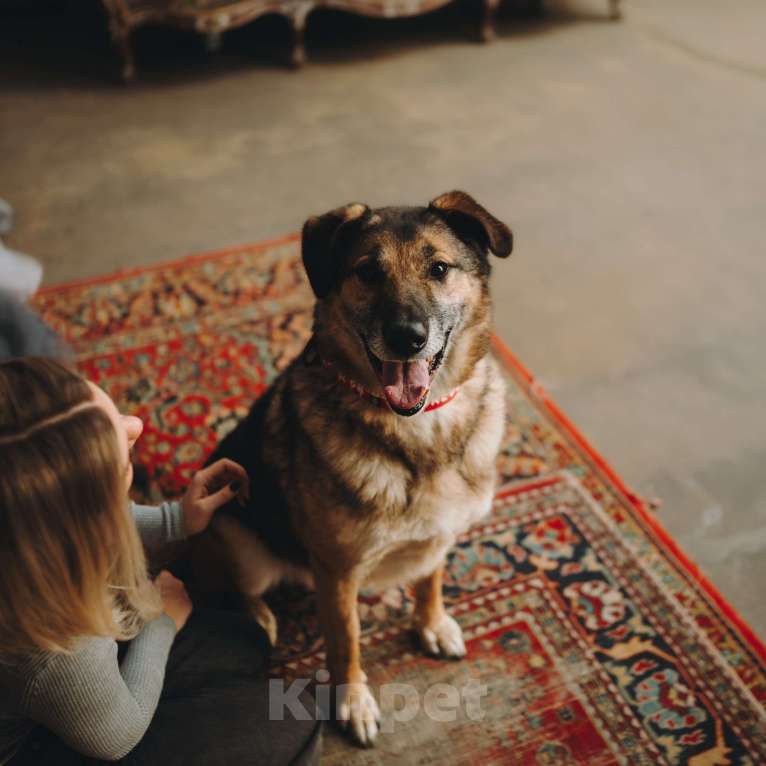 Собаки в Москве: Супер Бро ищет дом Мальчик, Бесплатно - фото 8