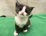 Кошки в Москве: ТРИ КОТА ж - котята в добрые руки Девочка, Бесплатно - фото 3
