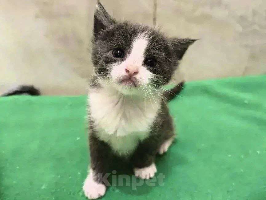 Кошки в Москве: ТРИ КОТА ж - котята в добрые руки Девочка, Бесплатно - фото 3