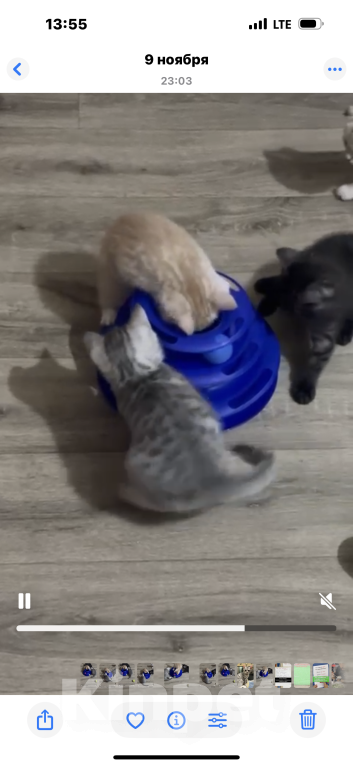 Кошки в Балашихе: Котёнок Гаврик Мальчик, Бесплатно - фото 6