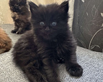 Кошки в Москве: Котята Мейн Кун Мальчик, 25 000 руб. - фото 4