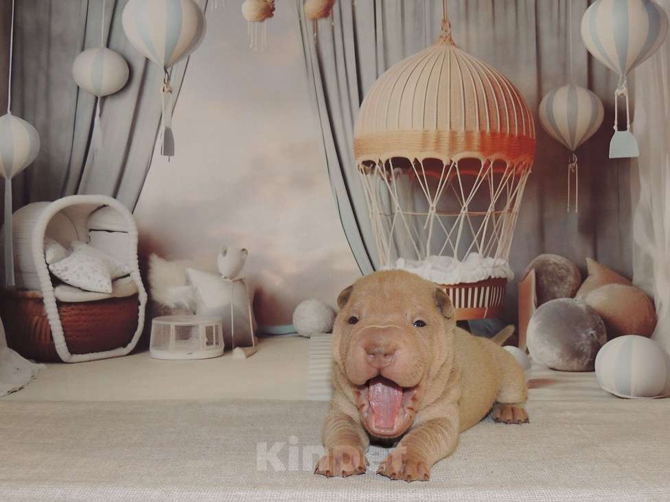 Собаки в Москве: Щенок шарпея Шат Шьюн Пан Марципан из питомника Мальчик, Бесплатно - фото 1