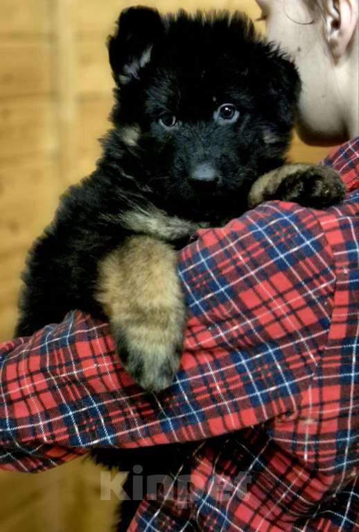 Собаки в других городах Московской области: Немецкая овчарка длинношёрстная Девочка, 55 000 руб. - фото 7