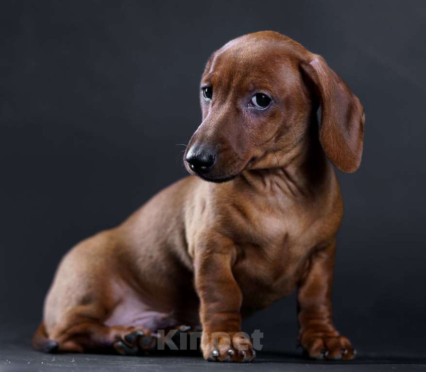 Собаки в Жуковском: Такса миниатюрная гладкошерстная Мальчик, 50 000 руб. - фото 2