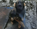 Собаки в Симферополе: Отдам щенка-подростка Мальчик, Бесплатно - фото 3