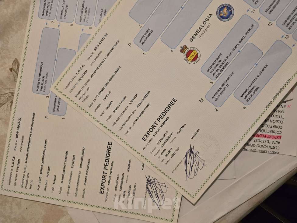 Собаки в других городах Московской области: Щенки Папийон мальчик Мальчик, 15 000 руб. - фото 9