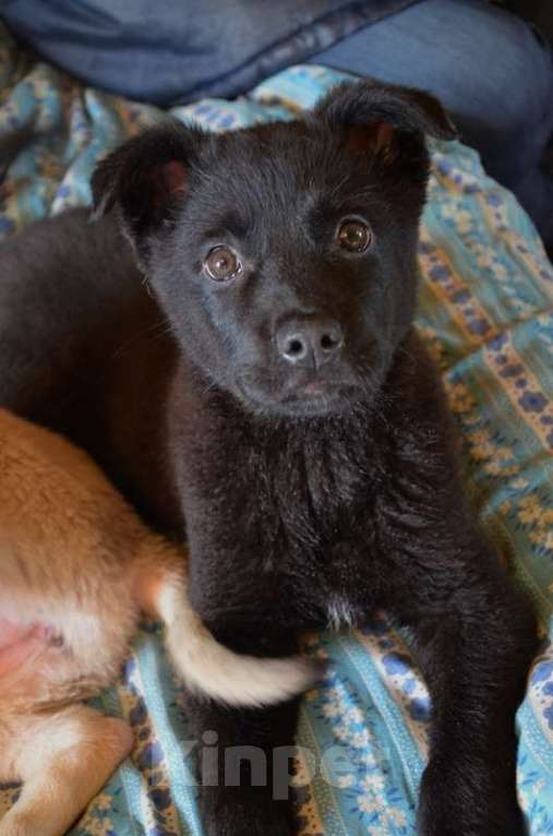 Собаки в Москве: Щенки от маленькой собачки: шоколадный и другие окрасы в дар Мальчик, 1 руб. - фото 5