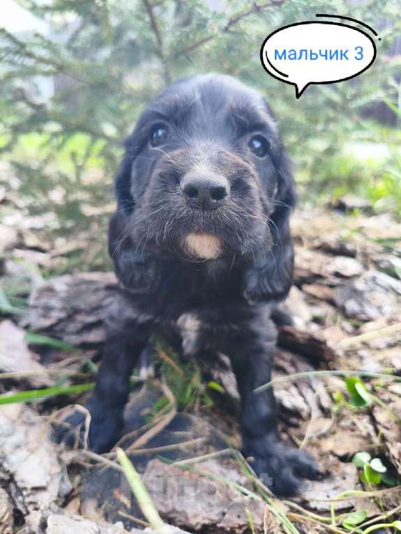 Собаки в Москве: Мальчик 3 Мальчик, 20 000 руб. - фото 6