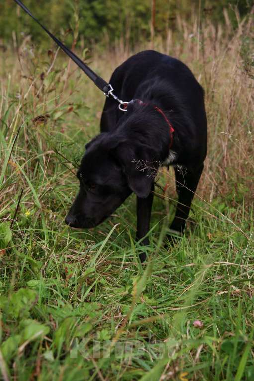 Собаки в Москве: Берта Девочка, Бесплатно - фото 22