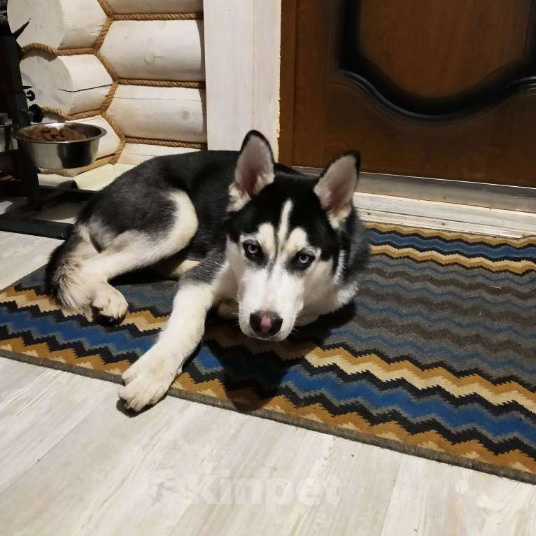 Собаки в Москве: Малыш Сибирский хаски в добрые руки Мальчик, Бесплатно - фото 2