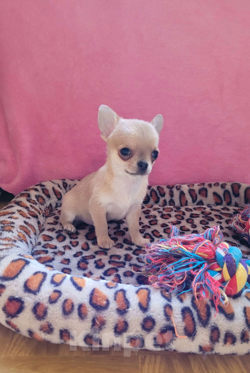 Собаки в Москве: Чихуахуа голубо-палевый мальчик Мальчик, Бесплатно - фото 3