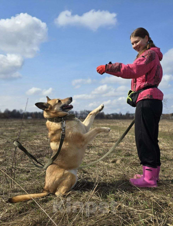 Собаки в Королеве: Любви не случилось… Девочка, Бесплатно - фото 6