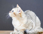 Кошки в Кингисеппе: Золотой тиккированный британский мальчик Мальчик, 5 руб. - фото 4