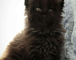 Кошки в Карачеве: Котик Мейн Кун, 30 000 руб. - фото 3