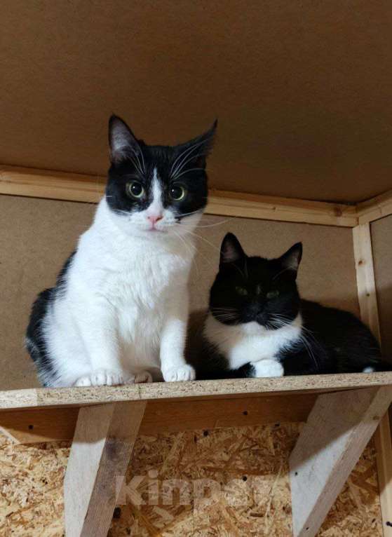 Кошки в Санкт-Петербурге: Взрослая кошечка и котик ищет семью Девочка, 10 руб. - фото 5